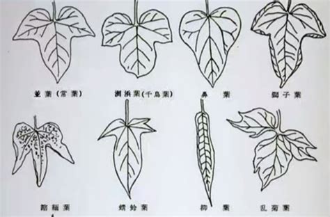 葉形狀|葉形:形態特徵,解讀分析,